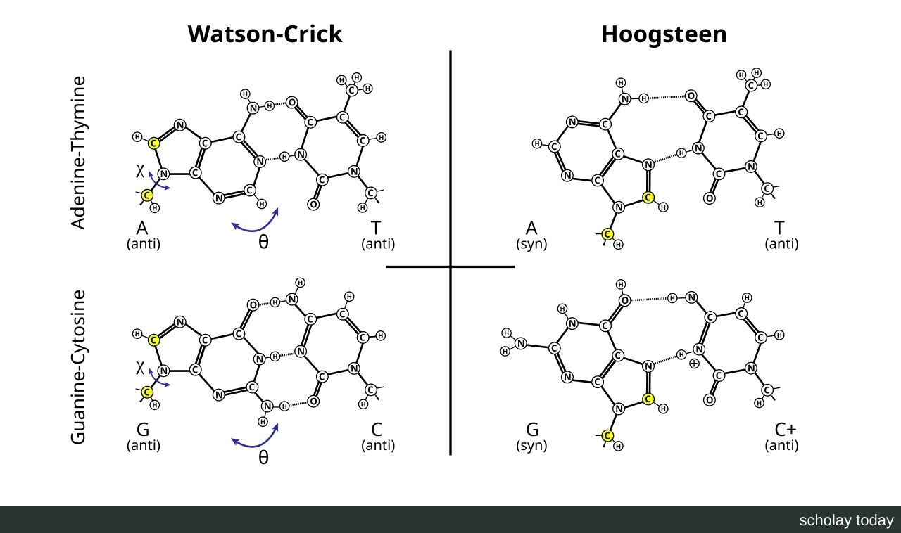 Watson–Crick 与 Hoogsteen 两种碱基配对方式的结构对比图,显示碱基间氢键的不同连接位置