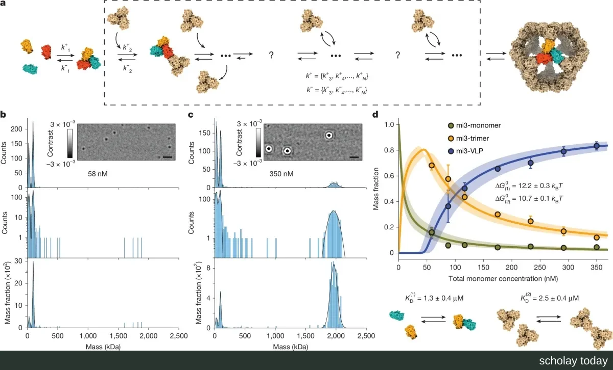 Figure 1 of the paper: a schematic of protein monomers assembling via trimers into a dodecahedral particle, with mass distribution histograms at two concentrations and curves showing the proportion of each component
