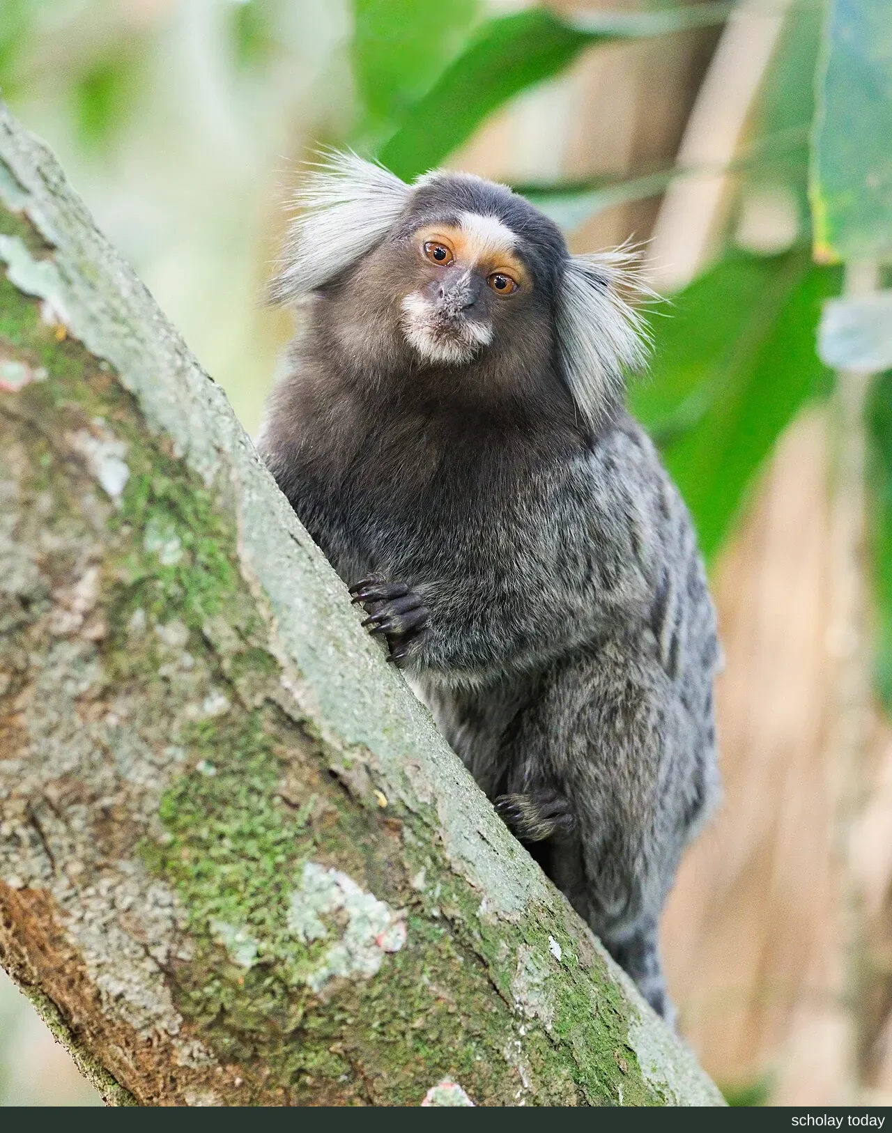 A common marmoset in Sugarloaf Mountain Park, Rio de Janeiro, Brazil, with white ear tufts and grey-brown banded fur on its back