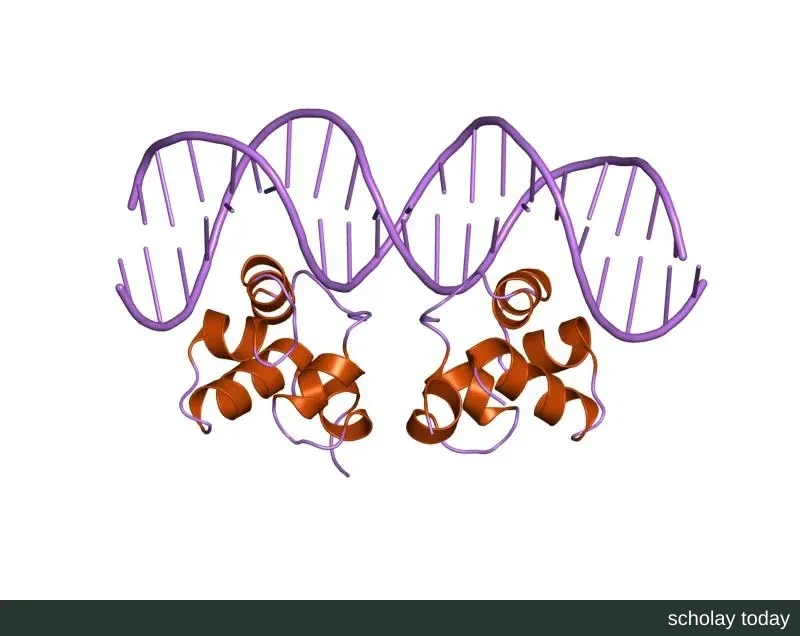 PDB 3CRO 条目的分子结构卡通图,即噬菌体 434 Cro 蛋白与 OR1 操纵子 DNA 复合物