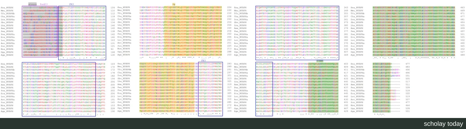 人类 MYBPH 基因在多个物种中的直系同源序列逐行对齐,形成横向排列的多序列比对图